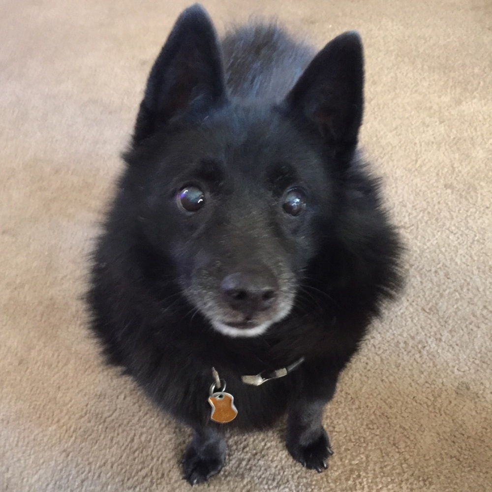 Meet your Posher, Lucky